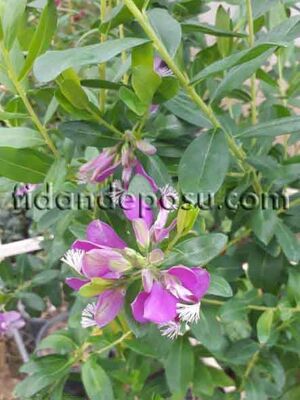  - POLYGALA MYRTİFOLİA(Poligala çiçeği,Süt otu) BİTKİSİ