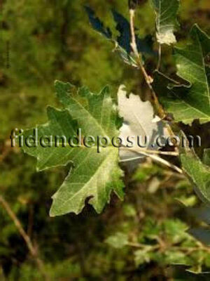 POPULUS ALBA (Ak kavak) FİDANI - 