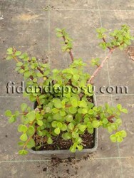 PORTULACARİA AFRA (Fil Azığı) BİTKİSİ - 1