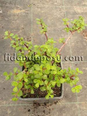 PORTULACARİA AFRA (Fil Azığı) BİTKİSİ - 