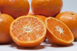 PRİMASOL MANDALİNA FİDANI - 