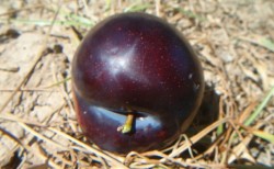 PRİME TİME ERİK FİDANI - 1
