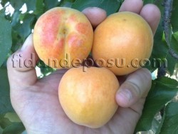 PROYMA KAYISI FİDANI - 