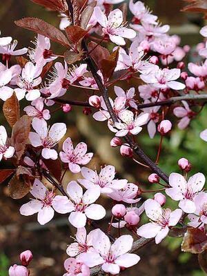  - PRUNUS CERACIFERA PISSARDII NIGRA (Süs eriği) FİDANI