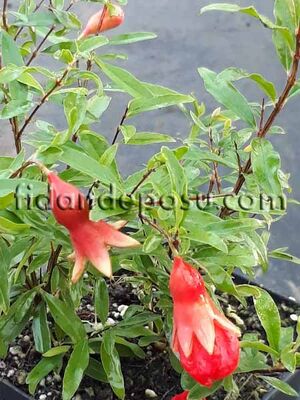 PUNICA GRANATUM 'NANA' (Bodur süs narı) BİTKİSİ - 