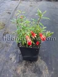 PUNICA GRANATUM 'NANA' (Bodur süs narı) BİTKİSİ - 2