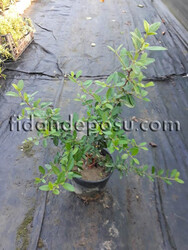  - PYRACANTHA COCCINEA (Ateş dikeni) BİTKİSİ