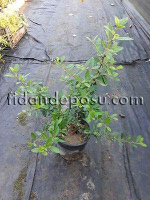PYRACANTHA COCCINEA (Ateş dikeni) BİTKİSİ - 