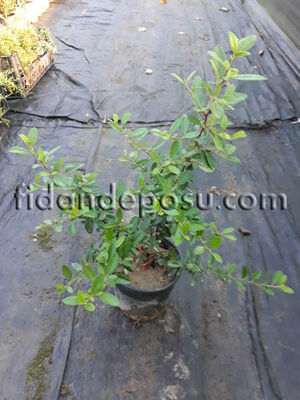  - PYRACANTHA COCCINEA (Ateş dikeni) BİTKİSİ