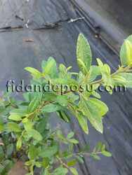 PYRACANTHA COCCINEA (Ateş dikeni) BİTKİSİ - 2
