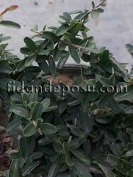 PYRACANTHA COCCINEA NANA(Bodur ateş dikeni) - 1