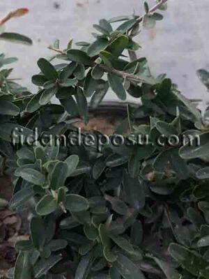 PYRACANTHA COCCINEA NANA(Bodur ateş dikeni) - 