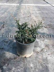 PYRACANTHA COCCINEA NANA(Bodur ateş dikeni) - 2