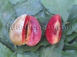 RED HEART ERİK FİDANI - 1