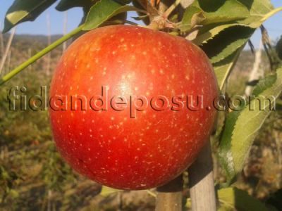 RED JONAPRİNCE ELMA FİDANI - 