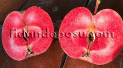 RED LOVE ELMA FİDANI - 1