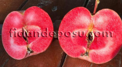 RED LOVE ELMA FİDANI - 