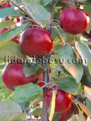 RED LOVE ELMA FİDANI - 2