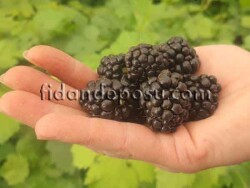 REUBEN BÖĞÜRTLEN FİDANI - 1