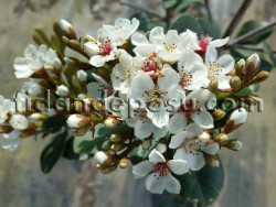 RHAPHIOLEPIS INDICA (Hint alıcı) BİTKİSİ - 1
