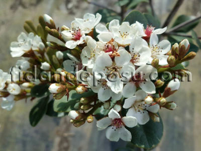 RHAPHIOLEPIS INDICA (Hint alıcı) BİTKİSİ - 