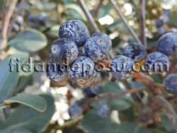 RHAPHIOLEPIS INDICA (Hint alıcı) BİTKİSİ - 2