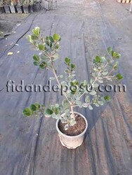 RHAPHIOLEPIS INDICA (Hint alıcı) BİTKİSİ - 3