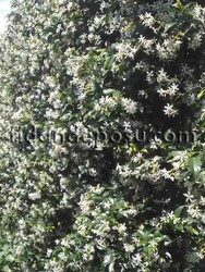 RHYNCOSPERMUM JASMINOIDES (Arap yasemini) - 1