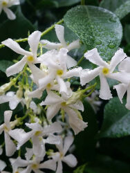 RHYNCOSPERMUM JASMINOIDES (Beyaz Çiçekli Arap yasemini) - 1