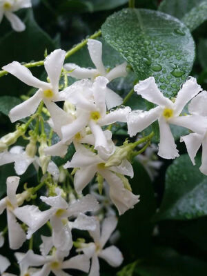 RHYNCOSPERMUM JASMINOIDES (Beyaz Çiçekli Arap yasemini) - 