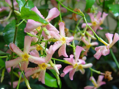 RHYNCOSPERMUM JASMINOIDES 