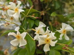 RHYNCOSPERMUM JASMINOIDES 