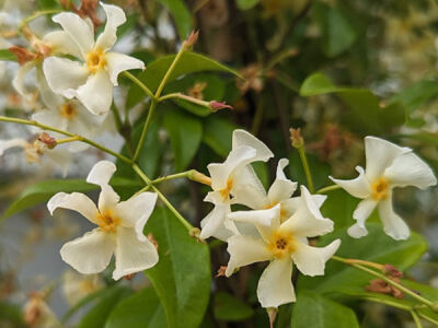 RHYNCOSPERMUM JASMINOIDES 
