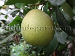 RİO RED GREYFURT FİDANI - 