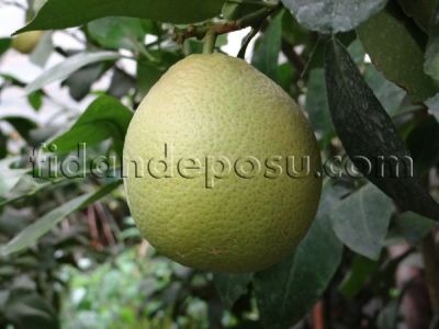 RİO RED GREYFURT FİDANI - 