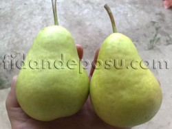RIZA BEY ARMUT FİDANI - 1