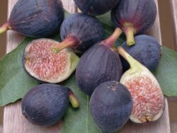RONDE DE BORDEAUX İNCİR FİDANI - 