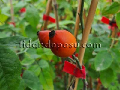 ROSA CANİNA ''AZ DİKENLİ