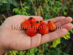 ROSA CANİNA ''AZ DİKENLİ