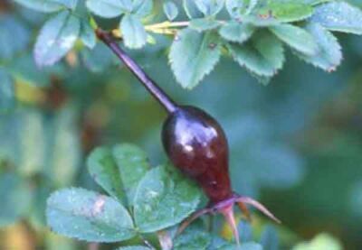 ROSA PİMPİNELLİFOLİA ' SİYAH MEYVELİ KUŞBURNU ' FİDANI - 