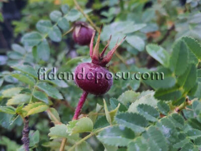 ROSA PİMPİNELLİFOLİA ' SİYAH MEYVELİ KUŞBURNU ' FİDANI - 