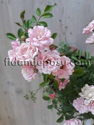 ROSA SPP. (Açık pembe renkli minyatür gül) FİDANI - 1