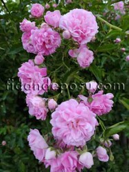 ROSA SPP. (Açık pembe renkli ponpon sarmaşık gül) FİDANI - 