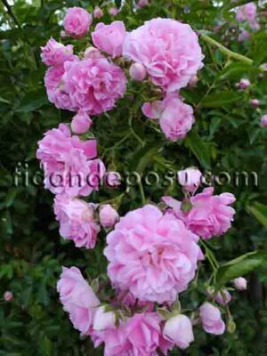 ROSA SPP. (Açık pembe renkli ponpon sarmaşık gül) FİDANI - 