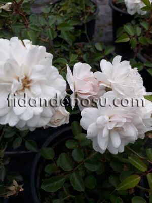 ROSA SPP. (Beyaz peyzaj gülü) FİDANI - 