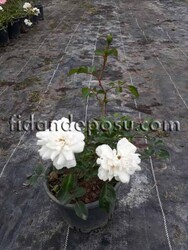 ROSA SPP. (Beyaz peyzaj gülü) FİDANI - 2