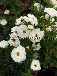 ROSA SPP. (Beyaz renkli minyatür gül) FİDANI - 1