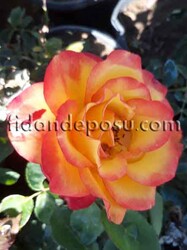 ROSA SPP. (Galatasaray 2 Gül) FİDANI - 1