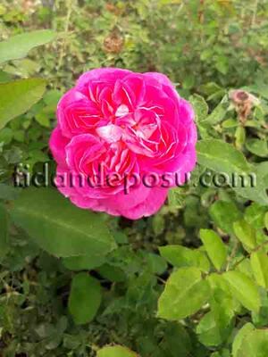 ROSA SPP. (Isparta gülü) FİDANI - 