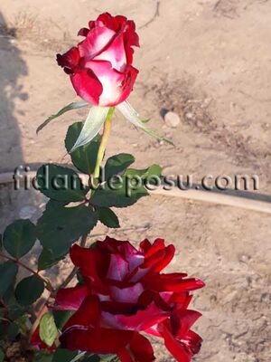 ROSA SPP. (Kırmızı beyaz renkli TÜRKİYEM gül) FİDANI - 
